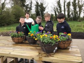 P6 potted beautiful hanging baskets