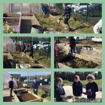 P6 working in the garden
