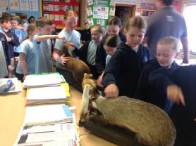 P5 learning about marvellous mammals in our local area