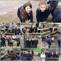 P4/5 having fun planting shamrocks in the garden