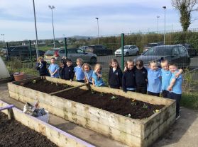 Planting in P1