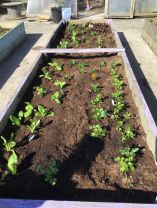 P2 enjoying gardening in the sun. 